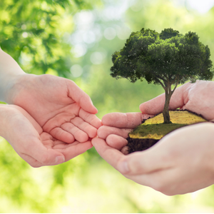 un adulte transmet un tout petit arbre à un enfant