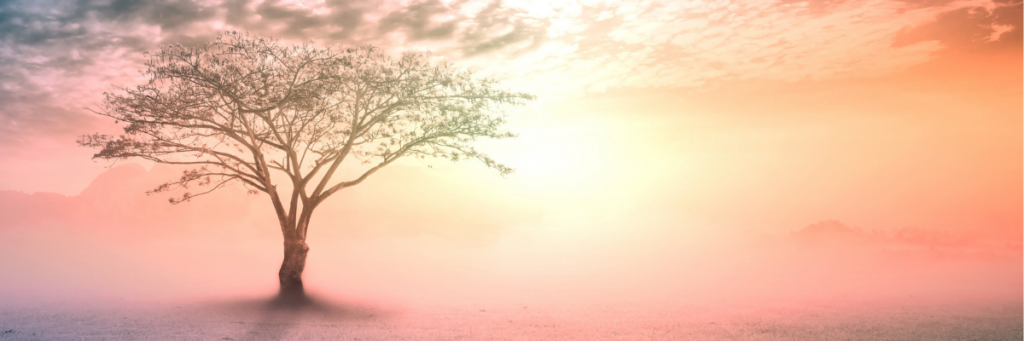 Arbre sur fond de coucher de soleil