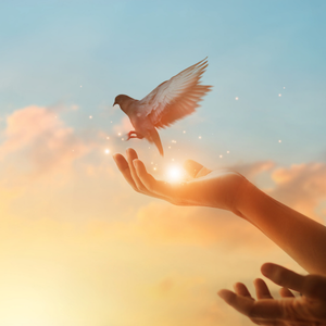 Oiseau qui prend son envol