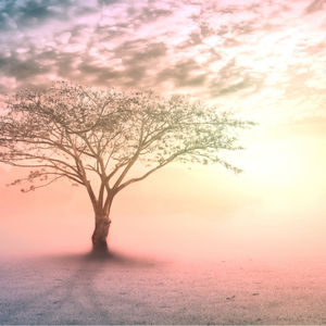 Arbre sur fond de soleil levant